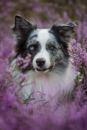Border collie dog between heather plantsの写真素材