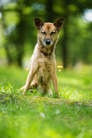 Mixed breed dog in a forestの写真素材