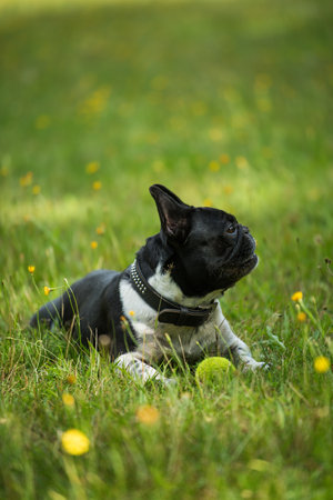 French bulldog in a summer meadowの写真素材