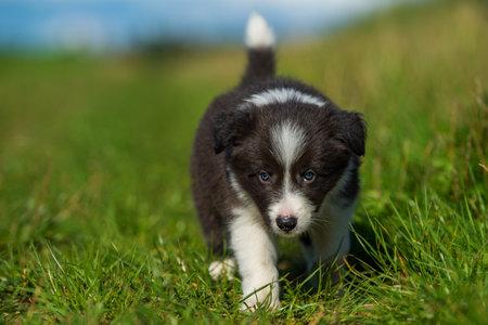 Cute border collie puppy in a summer landscapeの写真素材