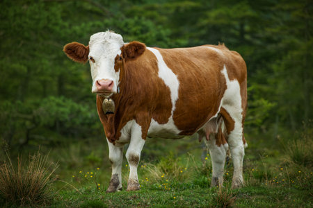 Cow on a pasture in Austriaの写真素材