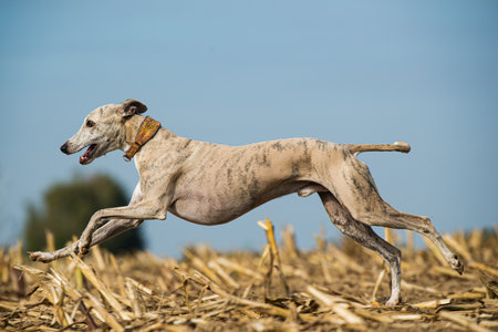 Whippet dog in a stubblefieldの写真素材