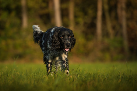 Munsterlander dog on a meadow at the edge of the forestの写真素材