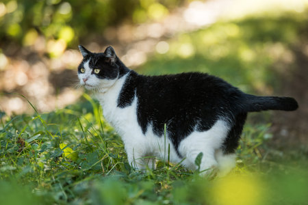 Adult black and white domestic cat in a meadow in the morning sunの写真素材