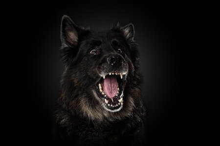Adult german shepherd dog on black backgroundの写真素材
