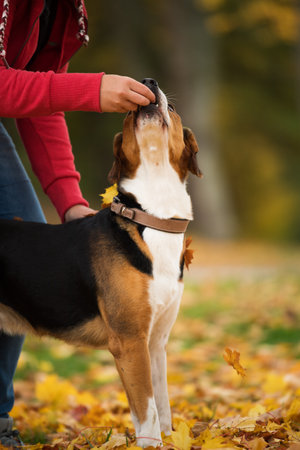 Boy with a mixed breed dog in autumn landscapeの写真素材