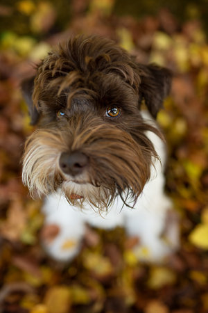 Miniature snauzer dog in autumn leavesの写真素材