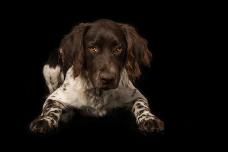 Small munsterlander dog on blackの写真素材