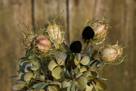 Dry flower bouquet in a gardenの写真素材
