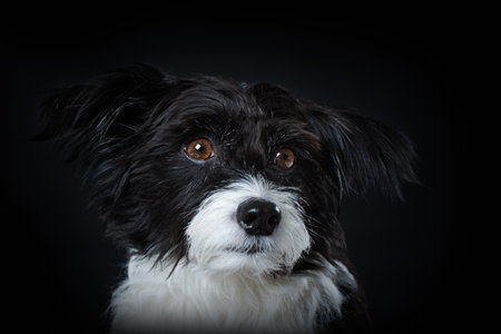 Cute chinese crested dog on black backgroundの写真素材