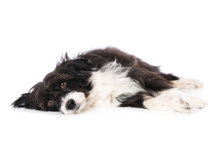 Chinese crested powderpuff dog lying isolated on white and looking to the cameraの写真素材
