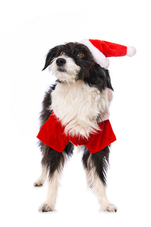 Chinese crested powderpuff dog with santa hat lying isolated on white and looking to the cameraの写真素材