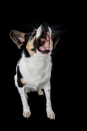 Mixed breed dog catch a treatの写真素材