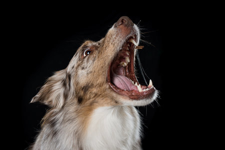Australian shepherd dog catch a treatの写真素材
