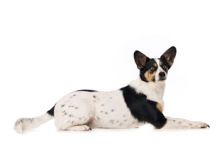 Cute mixed breed dog lying laterally on white backgroundの写真素材