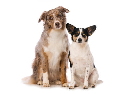 Two dogs sitting side by side on white background and looking at the camera