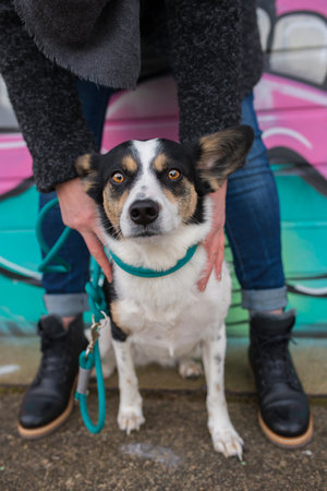 Little mixed breed dog on a leash in the city