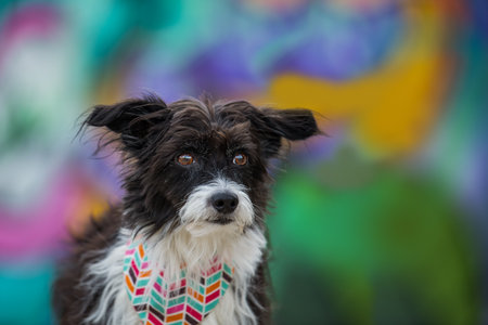 Cute chinese chrested powderpuff dog on colorful background looking at the cameraの写真素材