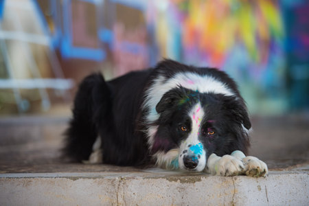 Adult border collie dog with colorful backgroundの写真素材