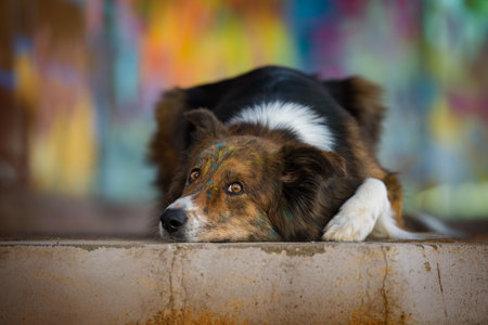 Adult border collie dog with colorful backgroundの写真素材