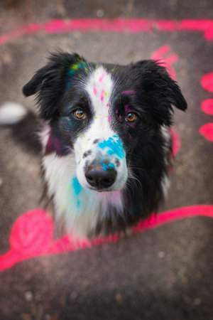 Adult border collie dog with colorful backgroundの写真素材