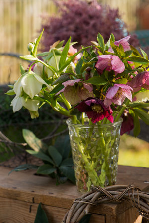 Helleborus flower bouquetの写真素材