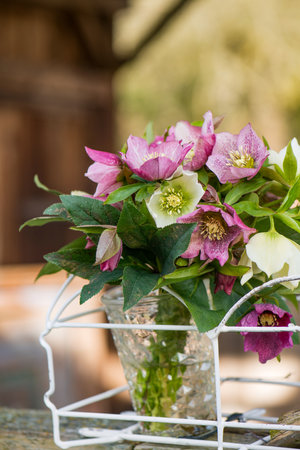 Helleborus flower bouquet in a gardenの写真素材