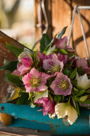 Helleborus flower bouquet in a gardenの写真素材