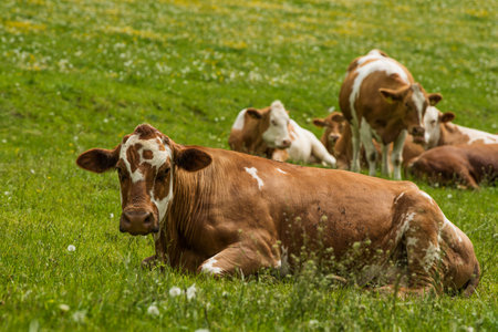 Cows on a spring meadowの写真素材