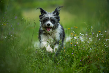 Cute dog running in a wild flower meadowの写真素材