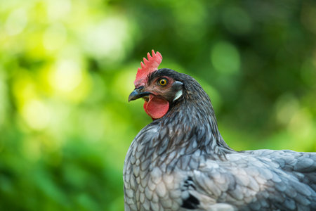 Hen in a summer meadow