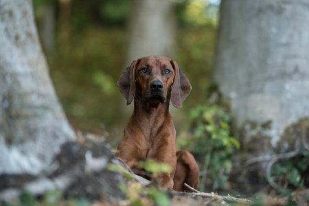 Rhodesian ridgeback in a forestの写真素材