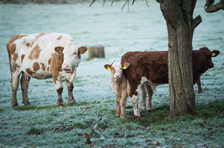 Cows on a wintry pasture with ground frostの写真素材