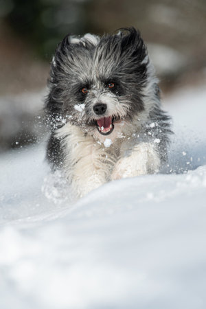Cute mixed breed dog in a winter landscapeの写真素材