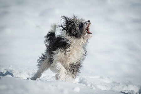 Cute mixed breed dog in a winter landscapeの写真素材