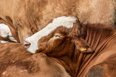 Sleeping cow between other cows