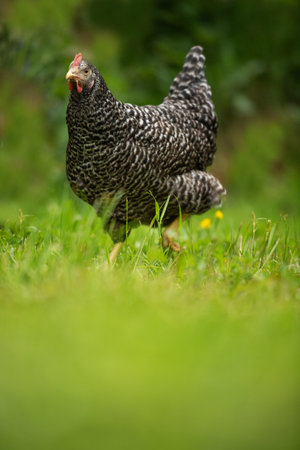 Portrait of a chicken on a green grass in the garden.
