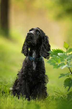 Cocker Spaniel dog sitting in the grass on a sunny dayの写真素材