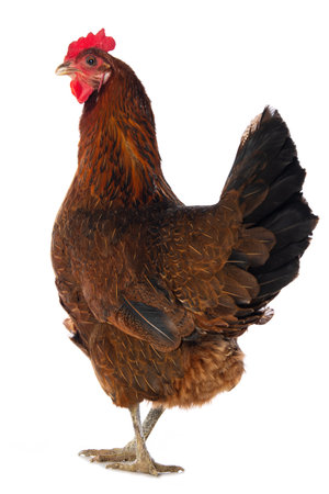Hen isolated on white background looking to the cameraの写真素材