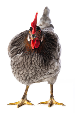 Portrait of a rooster isolated on white background. studio shotの写真素材