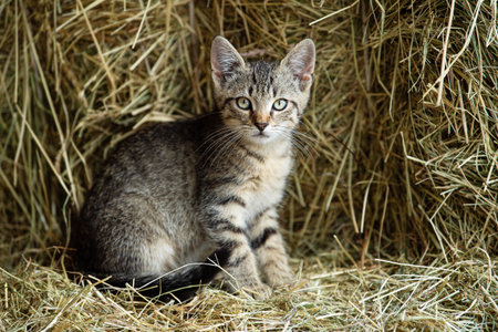 Cute tabby cat sitting on the hay in the barn.の写真素材
