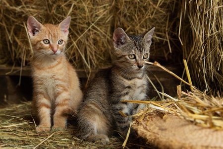 Red tabby kitten on a farm looking