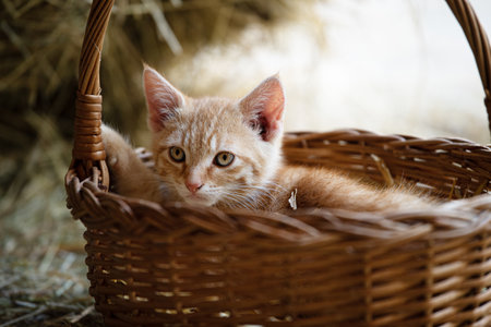 Red tabby kitten on a farm lookingの写真素材