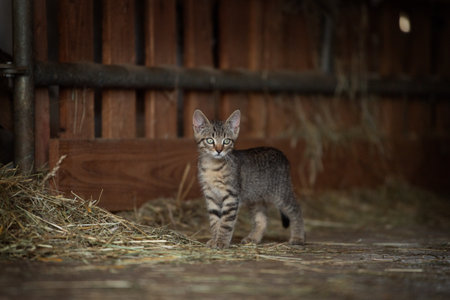 cute little brown tabby kitten standing in the barn and looking at cameraの写真素材