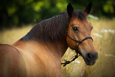 Portrait of a bay horse in a field at summer time.