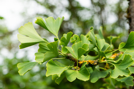 Green ginkgo biloba leaves on a tree in the forest