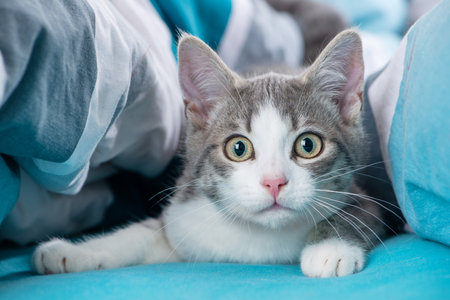 Tabby kitten lying in a bed and looking at the cameraの写真素材
