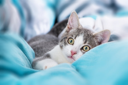 Tabby kitten lying in a bed and looking at the camera
