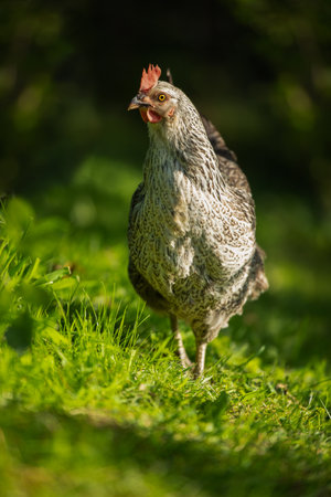 Chicken in a summer meadow with copy spaceの写真素材