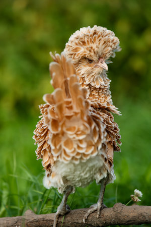 A closeup shot of a brown and white crested bustard